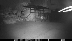 Pine Marten